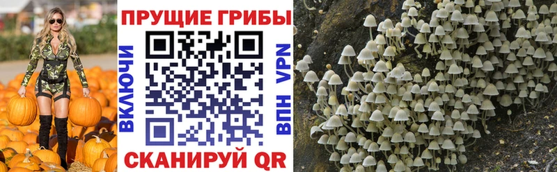 Псилоцибиновые грибы MAGIC MUSHROOMS  закладки  Щучье 